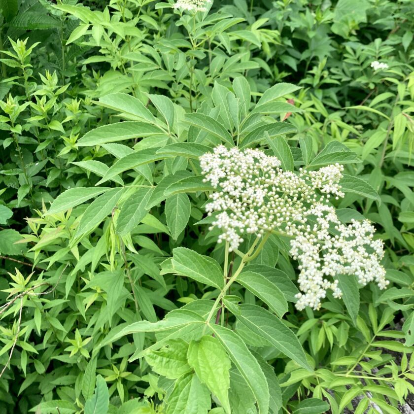 Are White Bells Edible? - Wild Walks Southwest