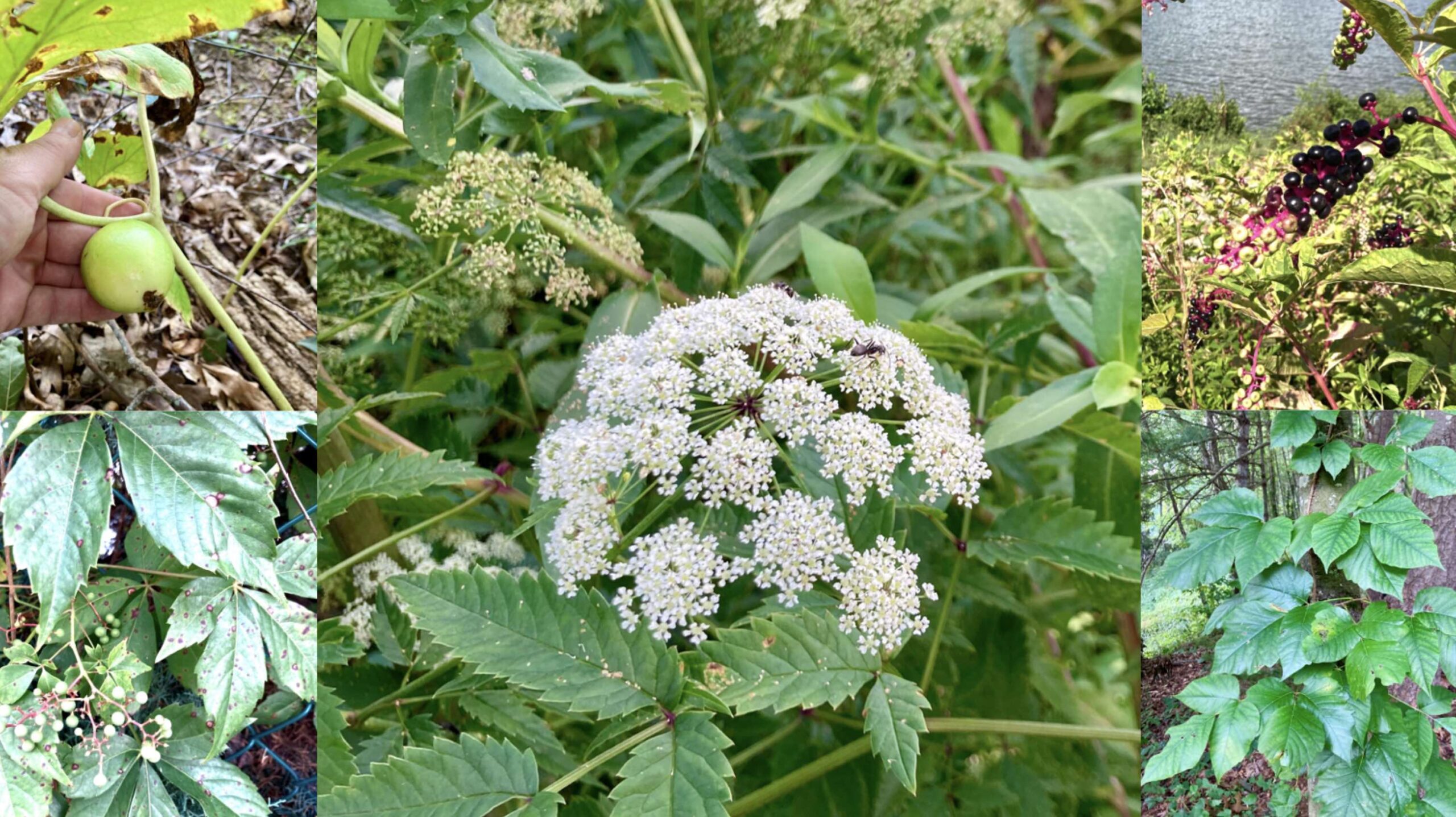 water hemlock berries