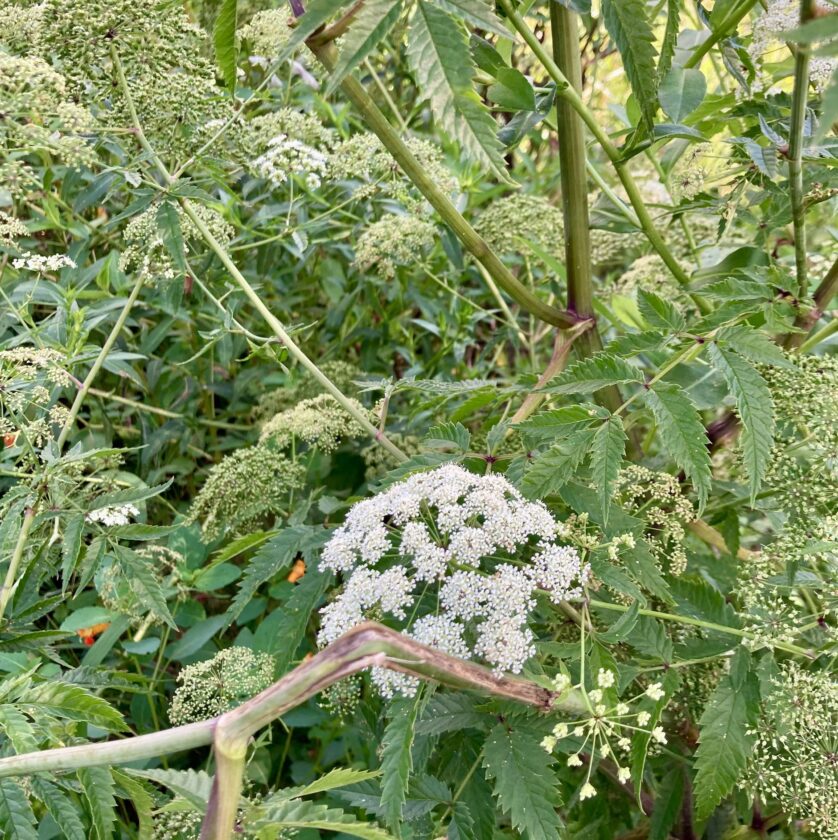 water hemlock berries