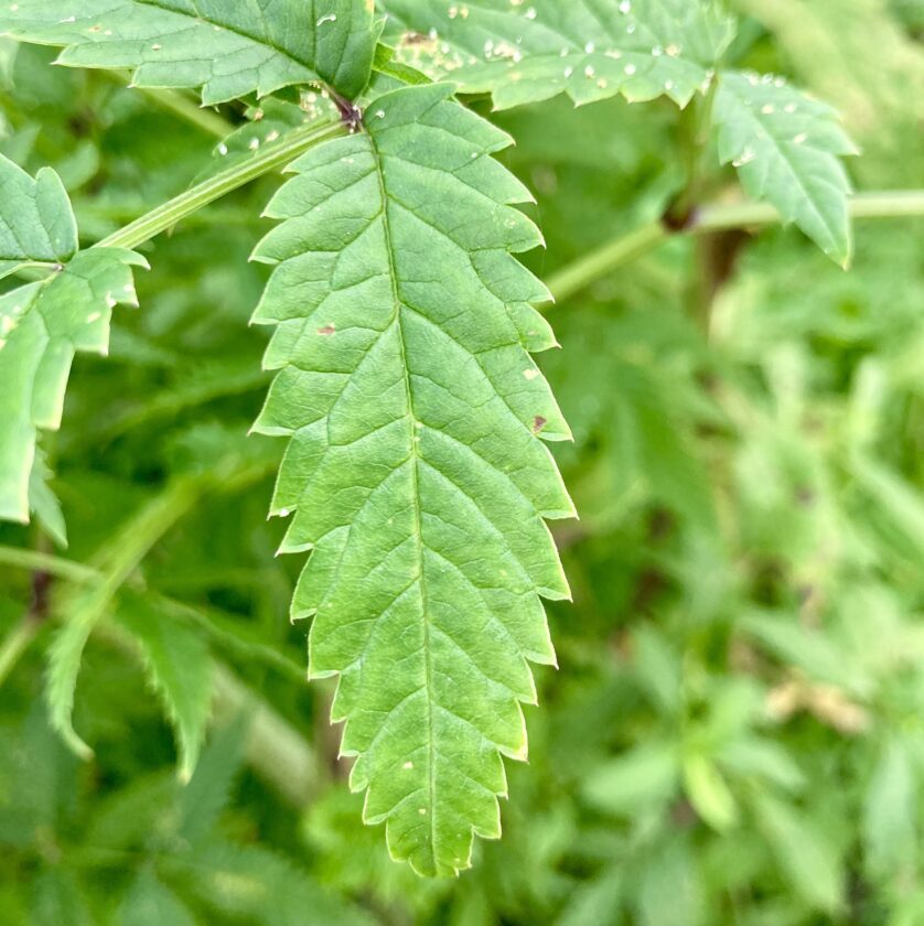 water hemlock berries